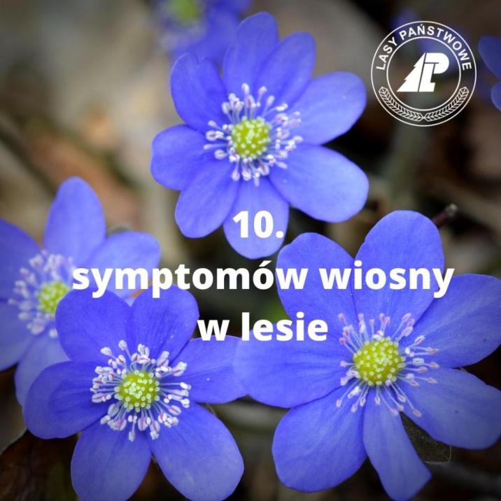 10 symptomów wiosny w lesie, przylaszczka pospolita