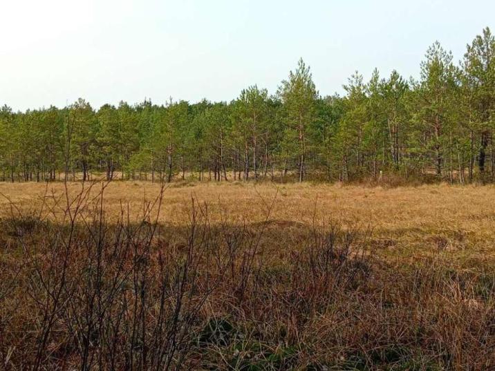 Torfowisko Lipowe Pole proponowane do objęcia ochroną rezerwatową w Nadleśnictwie Skarżysko, fot. Agnieszka Lewandowska