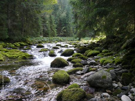 Adaptacja lasów i leśnictwa do zmian klimatu w górach.